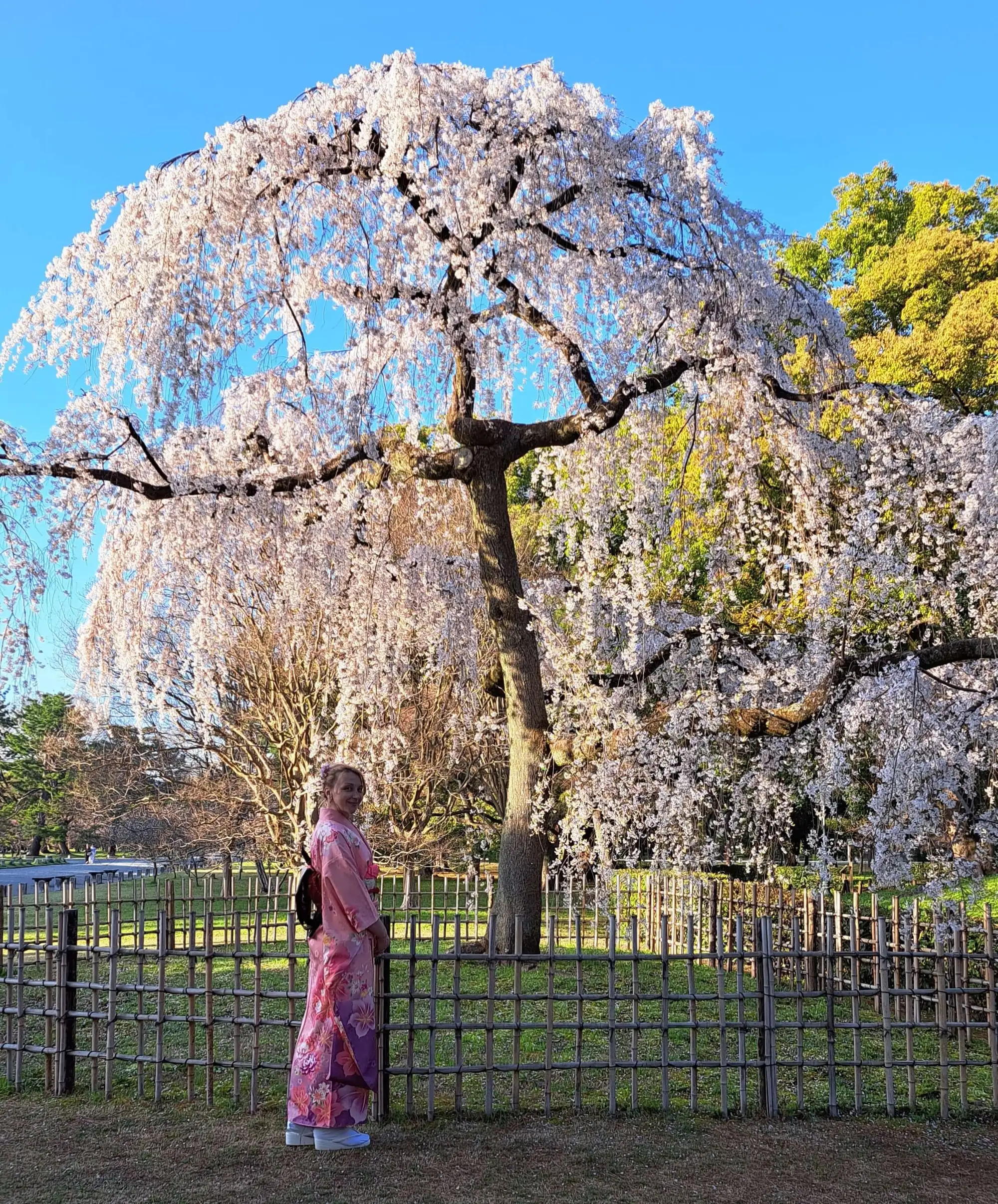 The Opportunities of Kimono Club